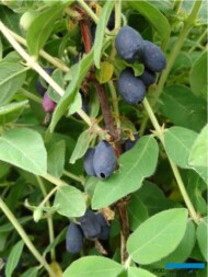 Owoce odmiany ‘Indigo Gem’