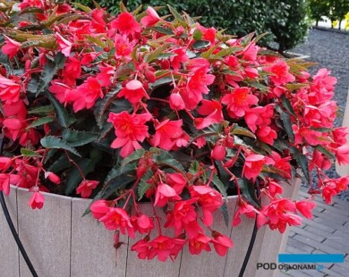 Begonia boliviensis Rivulet 
