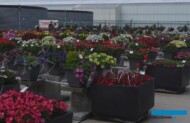 W 2020 roku odwołano FlowerTrials, a wiele pokazów nowych odmian roślin balkonowo-rabatowych odbędzie się wirtualnie (np. w firmie Beekenkamp),