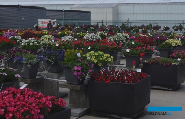 W 2020 roku odwołano FlowerTrials, a wiele pokazów nowych odmian roślin balkonowo-rabatowych odbędzie się wirtualnie (np. w firmie Beekenkamp),