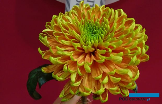 Chryzantema Rossano 'Elisabeth'