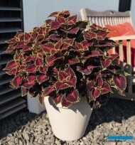 Koleus (Solenostemon) Main Street Holywood Boulevard