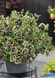 Petunia x hybrida Mystical Midnight Gold