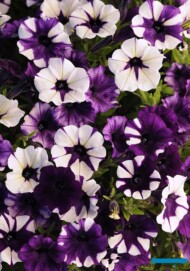 Petunia Shock Wave Purple Tie Dye