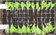 Rozsada sałaty u góry kontrola, u dołu - rośliny traktowane preparatem Goteo