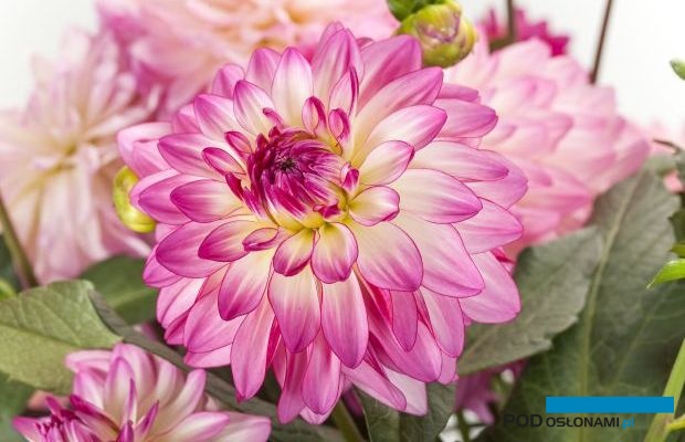 Dalię 'Sincerity', o efektownych kwiatostanach wyróżniono w tym roku nagrodą FleuroStar, fot. Fleuroselect