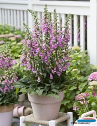 Naparstnica (Digitalis) Panther