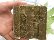 Kostka z rozsadą pomidora - przerastanie korzeni po zastosowaniu preparatu Goteo