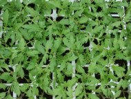 Rozsada pomidora - rośliny traktowane preparatem Goteo