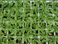 Rozsada pomidora - rośliny kontrolne