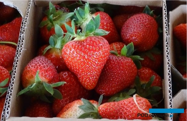 W tym sezonie obserwuje się duży popyt na polskie truskawki ze strony sieci handlowych