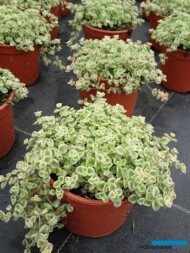 Sedum pellucida ‘Little Missy’