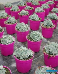Sedum ‘Robustum’, fot. A. Cecot