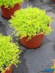 Sagina subulata Moss ‘Lime’