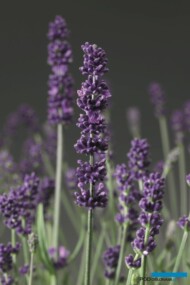 Lavandula angustifolia Aromatico® Blue, fot. Syngenta Flowers