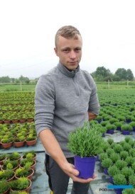 Mateusz Meres prezentuje 10 VI lawendę wąskolistną Blue Scent Early – okaz (z rozsady posadzonej około miesiąca wcześniej) w doniczce 11-centymetrowej