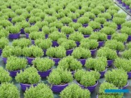 Lawendy w misach (odmiana ‘Blue Scent Early’, 10 VI) – po 3 rośliny w każdej – w których powstaną kwitnące „kule”_gospodarstwo Meres