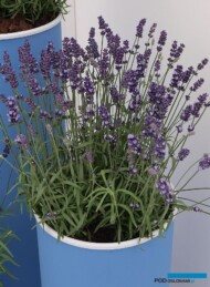 Lavandula angustifolia Aromance® Blue, fot. A. Cecot