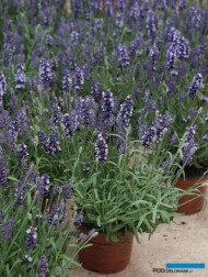 Lavandula angustifolia Havanna®, fot. A. Cecot