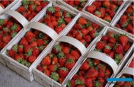 Truskawki przygotowane do sprzedaży