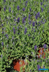 Lavandula angustifolia Blue Scent® Early Improved, fot. A. Cecot