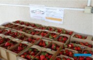 Plantatorzy w tym sezonie podjęli współpracę z wypożyczalnią samochodów iCar Rent z Puław
