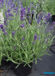 Lavandula angustifolia Aromatico® Blue Improved, fot. A. Cecot