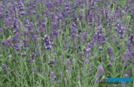 Lavandula angustifolia Aromatico Early Blue_AC