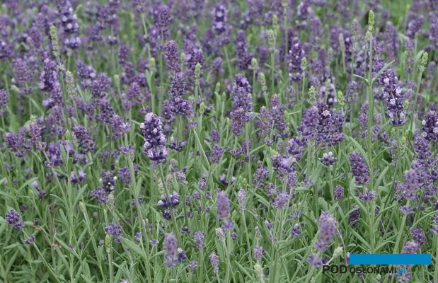 Lavandula angustifolia Aromatico Early Blue_AC