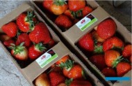 Plantatorzy dbają o najwyższą jakość oferowanych truskawek