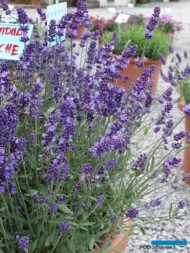 Lavandula angustifolia Ardeche, fot. A. Cecot