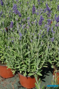 Lawenda wąskolistna (Lavandula angustifolia) Blue Scent® Early, fot. A. Cecot