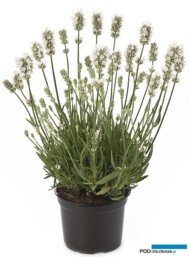 Lavandula angustifolia Aromance® White, fot. Beekenkamp