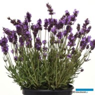 Lavandula angustifoliaAvignon Early Blue, fot. PanAmerican Seed