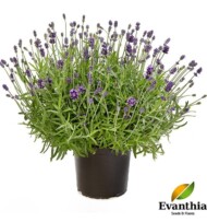 Cleo_Patio_Lavandula_angustifolia_fot. Evanthia