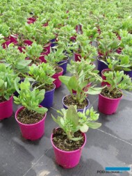 Sedum ‘Carl’
