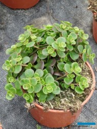 Sedum tetractinum ‘Coral Reef’