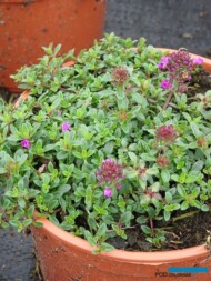 Thymus praecox ‘Creeping Red’, fot. A. Cecot