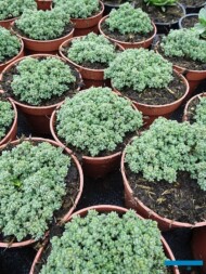 Sedum dasyphyllum