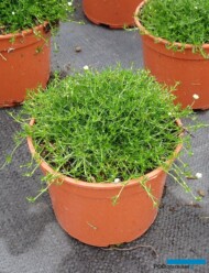 Sagina subulata Moss ‘Green’