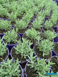 Lavandula angustifolia Sentivia 'Blue' (10 VI), fot. A. Cecot