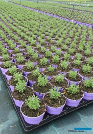 Lavandula angustifolia Aromatico 'Blue' (10 VI)