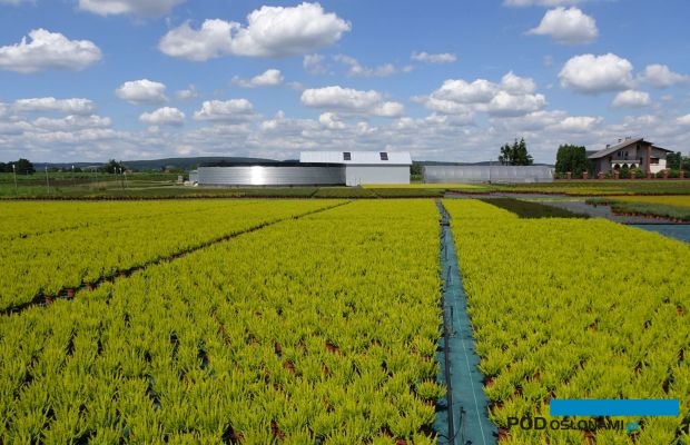 Fragment kontenerowni w gospodarstwie Meres z uprawą wrzosów w doniczkach - połowa lipca, fot., A. Cecot