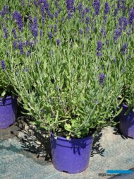Lawenda Blue Scent 'Improved' w doniczce ciemnoliliowej