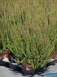 Meres_wrzosy_Calluna GardenGirls