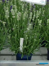 Lavandula angustifolia BeeZee™ ‘White’, fot. A. Cecot
