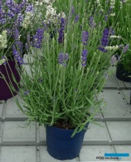 Lavandula angustifolia BeeZee™ ‘Dark Blue’, fot. A. Cecot
