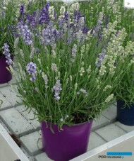 Lavandula angustifolia_BeeZee_Light-Blue_White_fot._A. Cecot