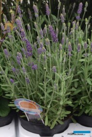 Lavandula angustifolia ‘Ellagance Purple’ , fot. A Cecot