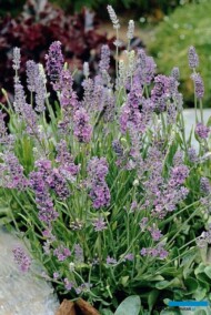 Lavandula-angustifolia_Ellagance-Sky_fot._Fleuroselect